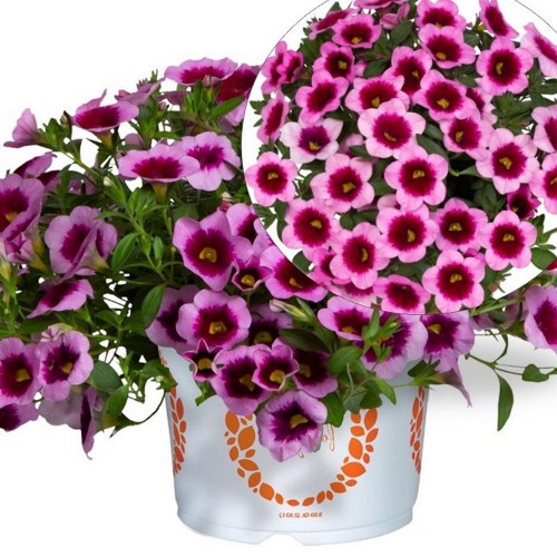Calibrachoa 'Aloha Kona Tiki Pink 2025' - Puispetuunia 'Aloha Kona Tiki Pink 2025' P9/0,55L